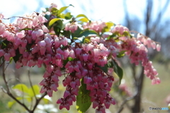 公園に咲く花