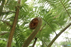神代植物公園