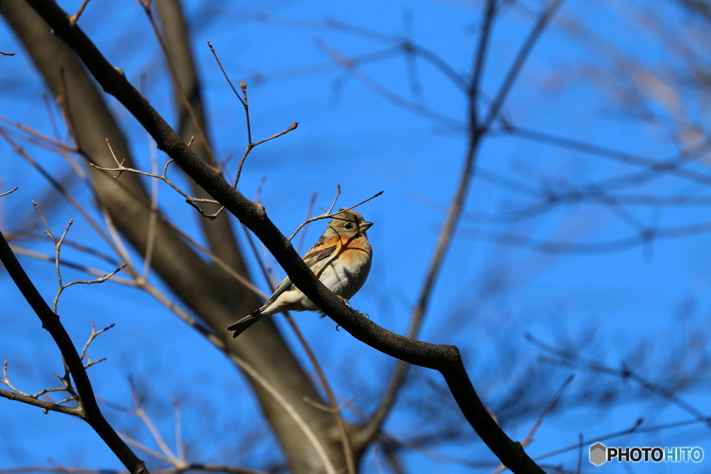 野山の鳥