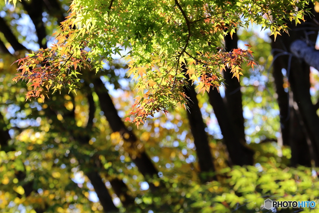 ちょっとだけ紅葉