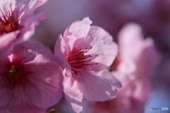 街に咲く花