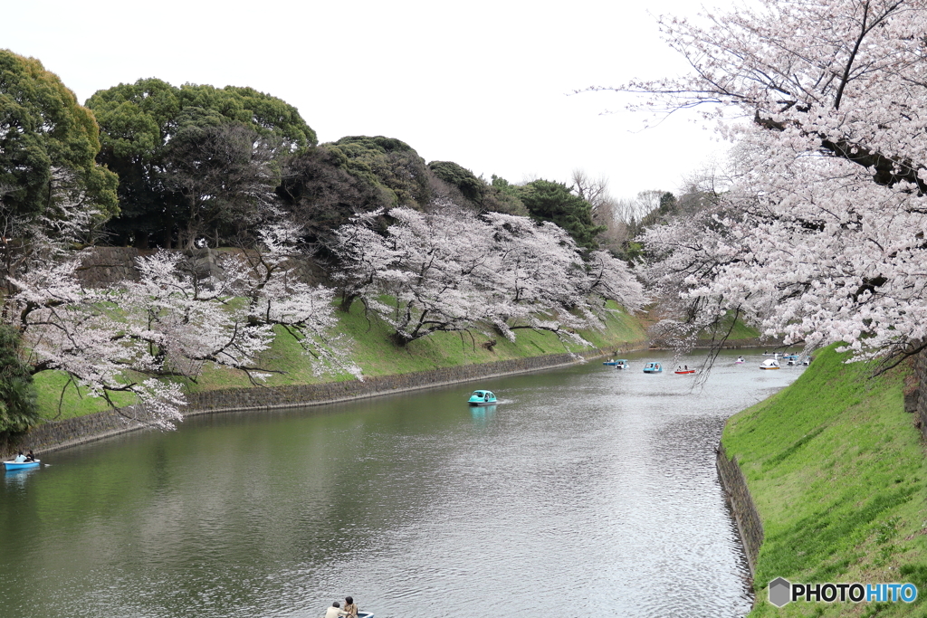 桜