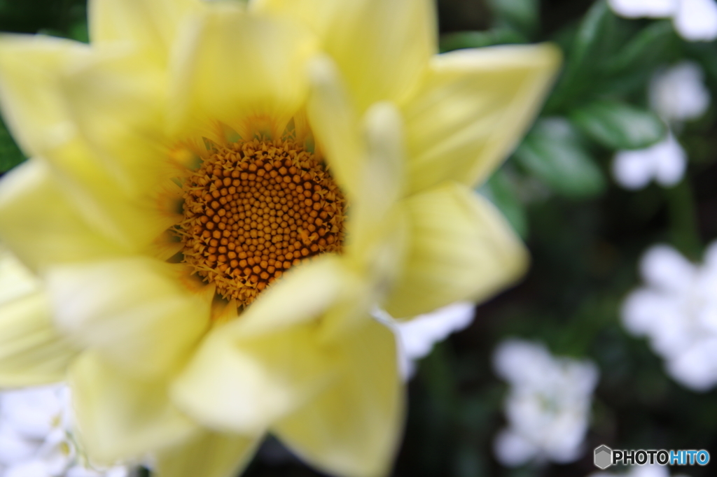 街中の花