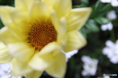 街中の花