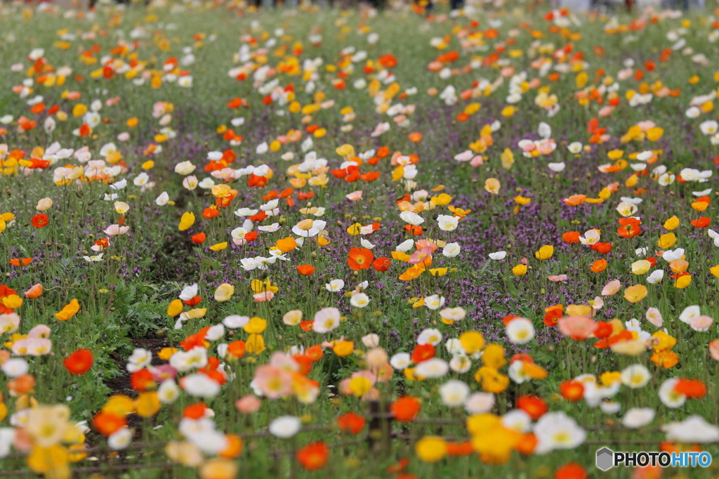 ポピー畑