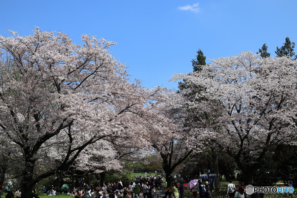 昭和記念公園