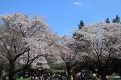 昭和記念公園