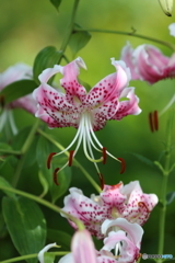 街に咲く花