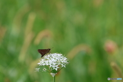 郷土の森