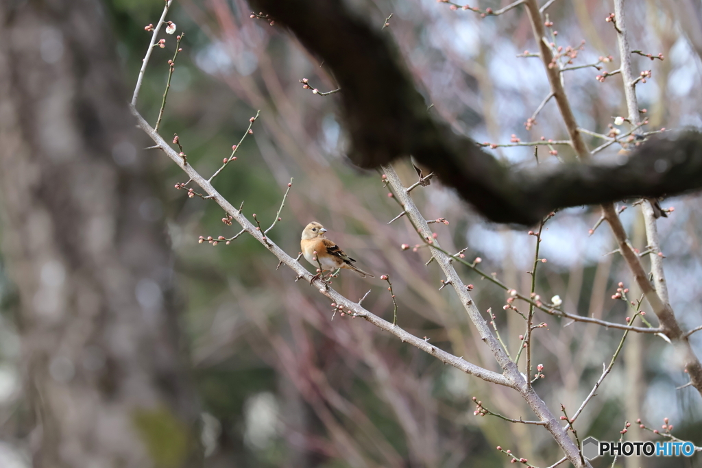 郷土の森