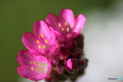 街に咲く花