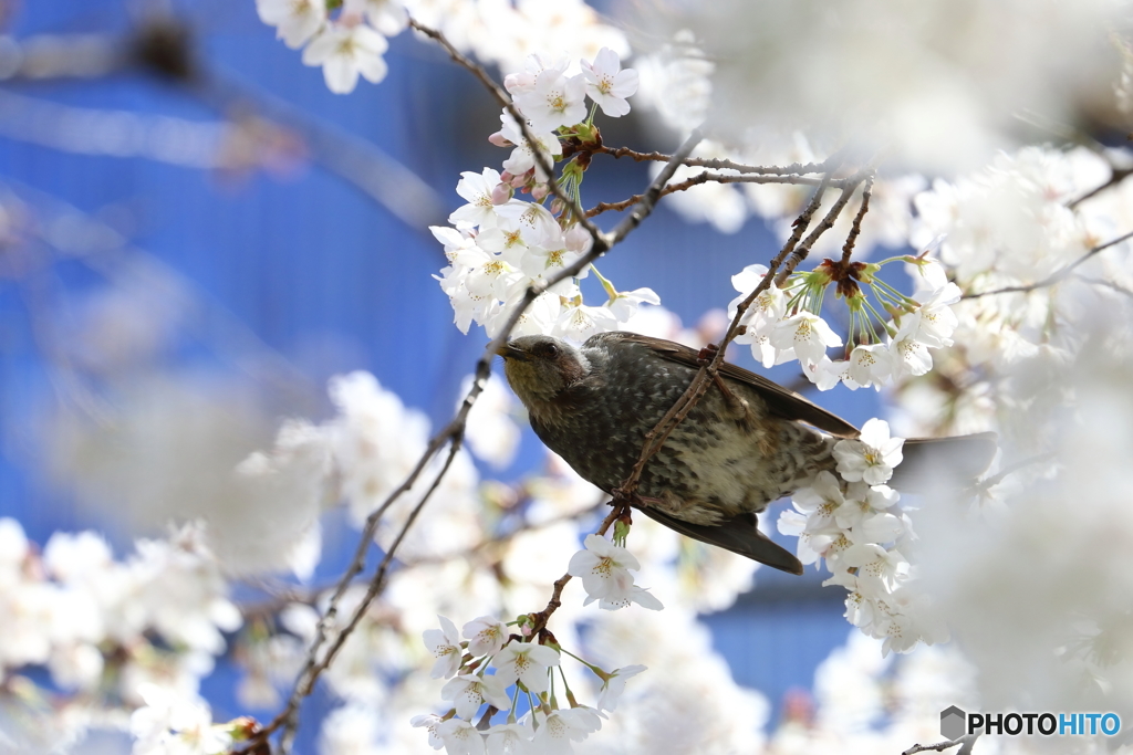 桜