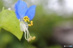 街に咲く花