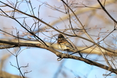 野鳥