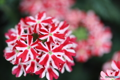 街に咲く花