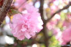 街に咲く花