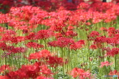 郷土の森