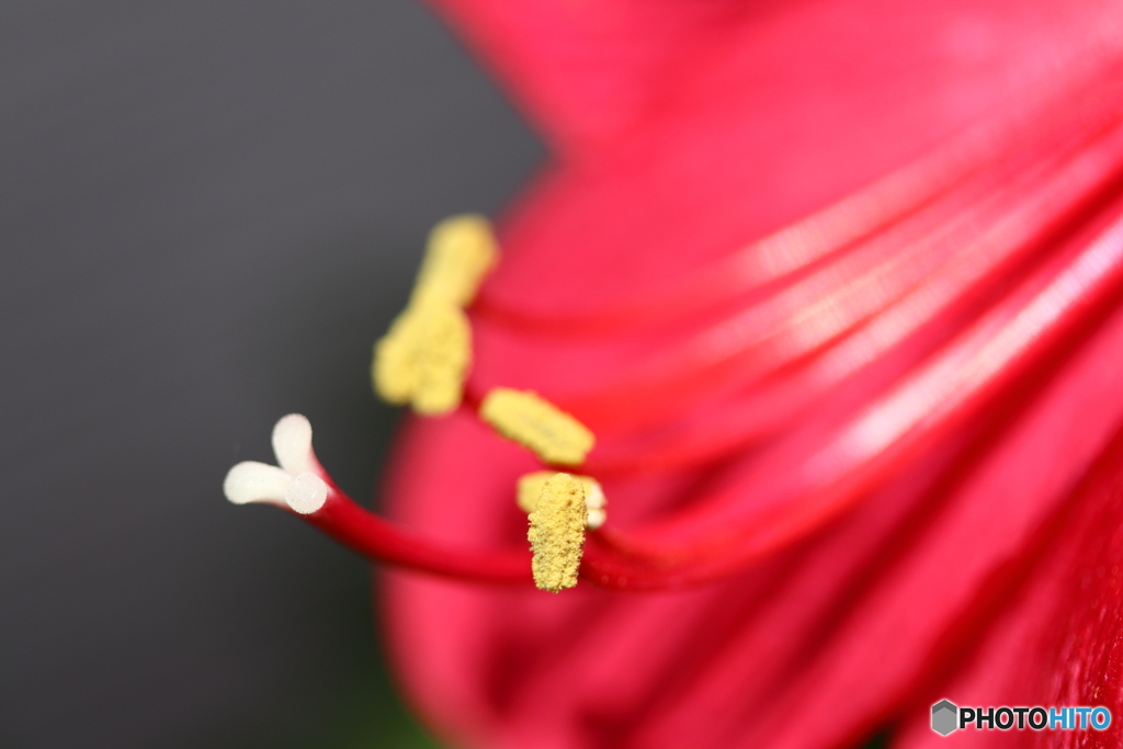 街に咲く花