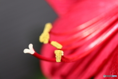 街に咲く花