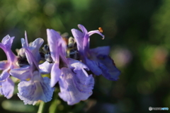 街に咲く花