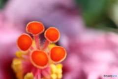 公園に咲く花