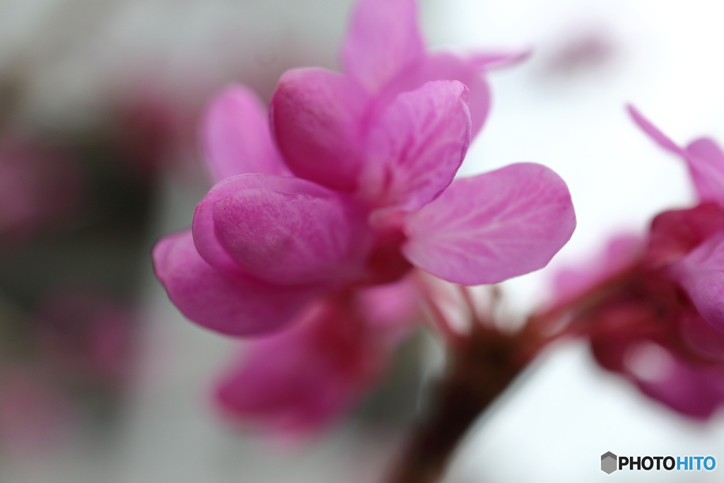 街に咲く花