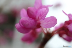 街に咲く花