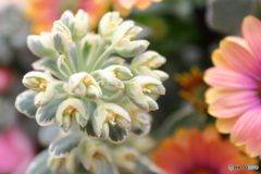 神代植物公園