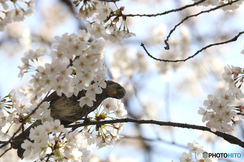 桜