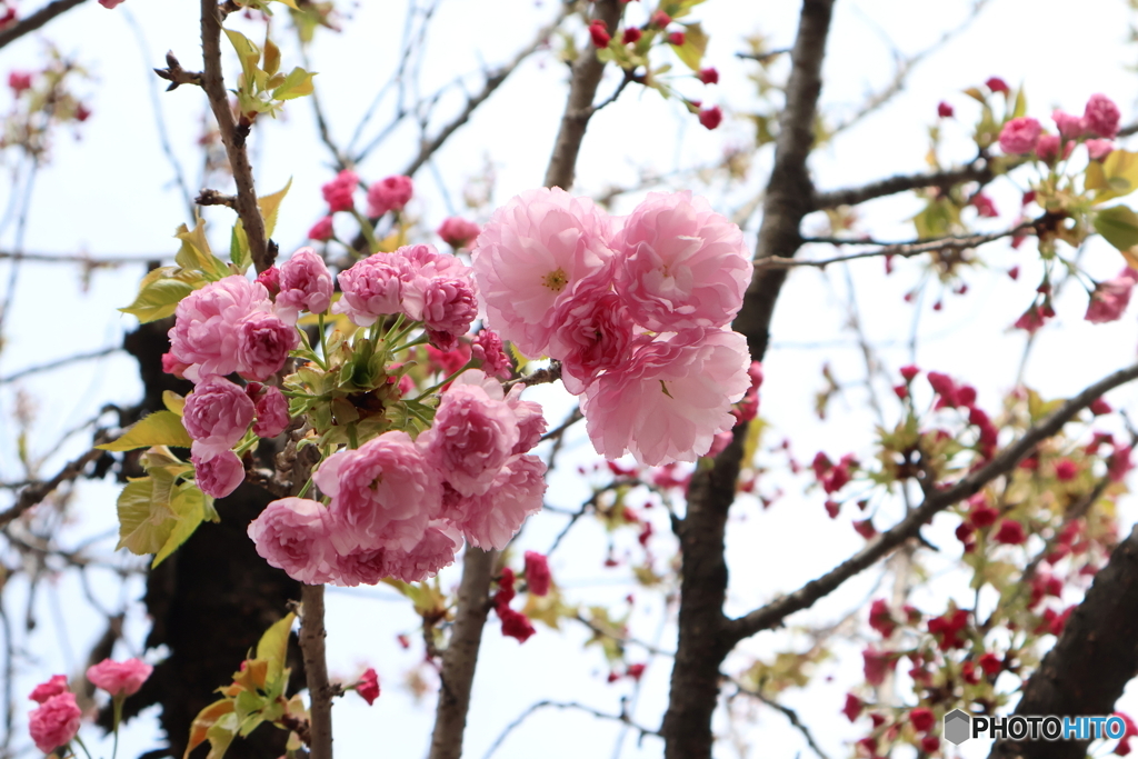 街に咲く花
