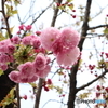 街に咲く花