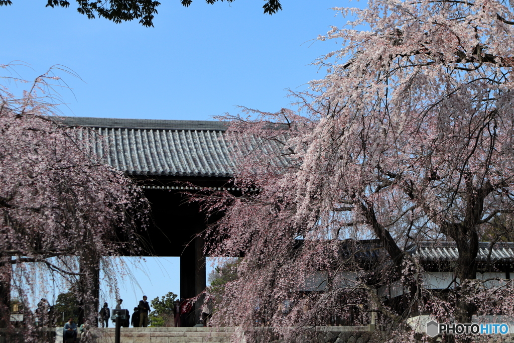 枝垂れ桜