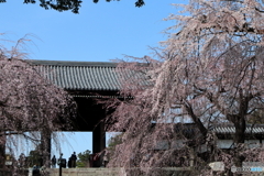 枝垂れ桜