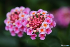 街に咲く花