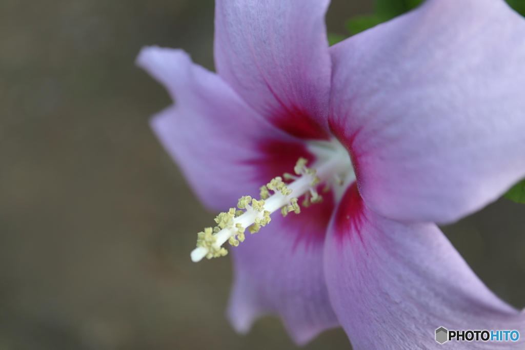 街に咲く花