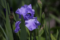 菖蒲