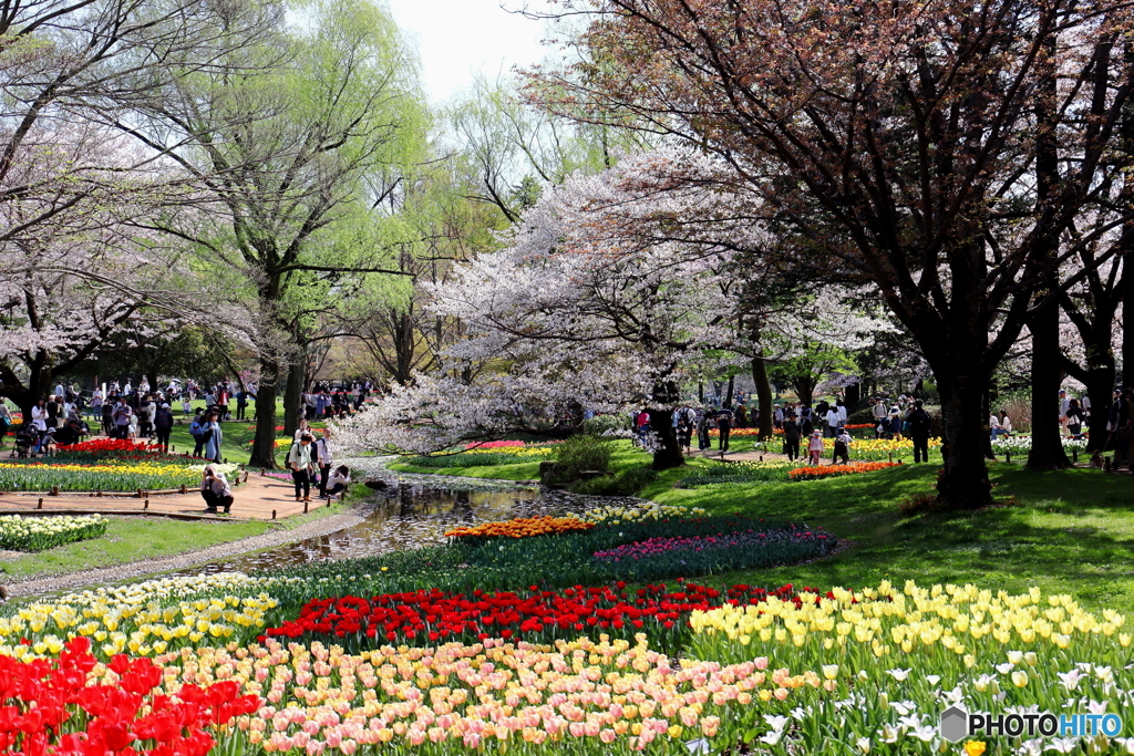 昭和記念公園