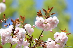 街に咲く花