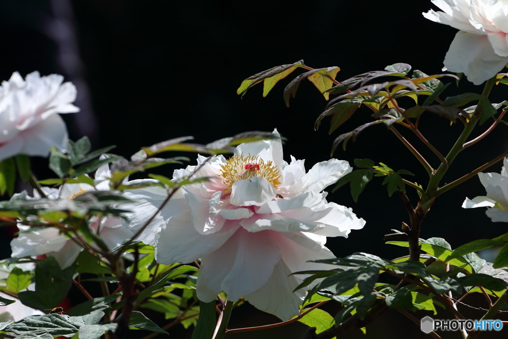 街に咲く花