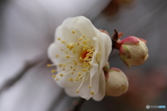 神代植物公園