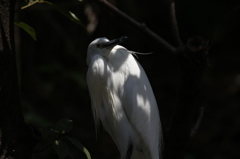 野鳥