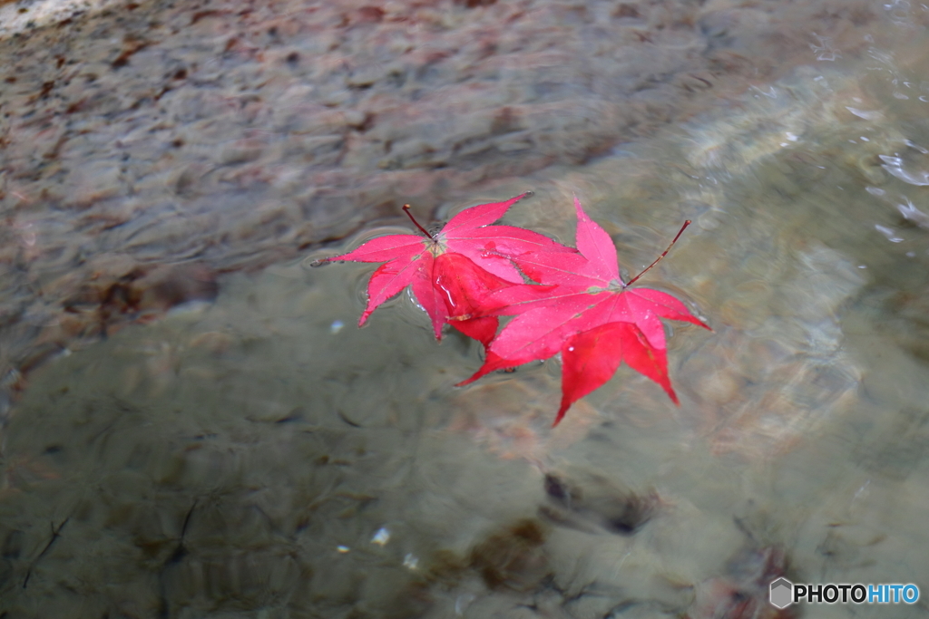 紅葉