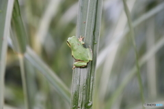 蛙