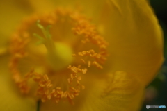 街に咲く花