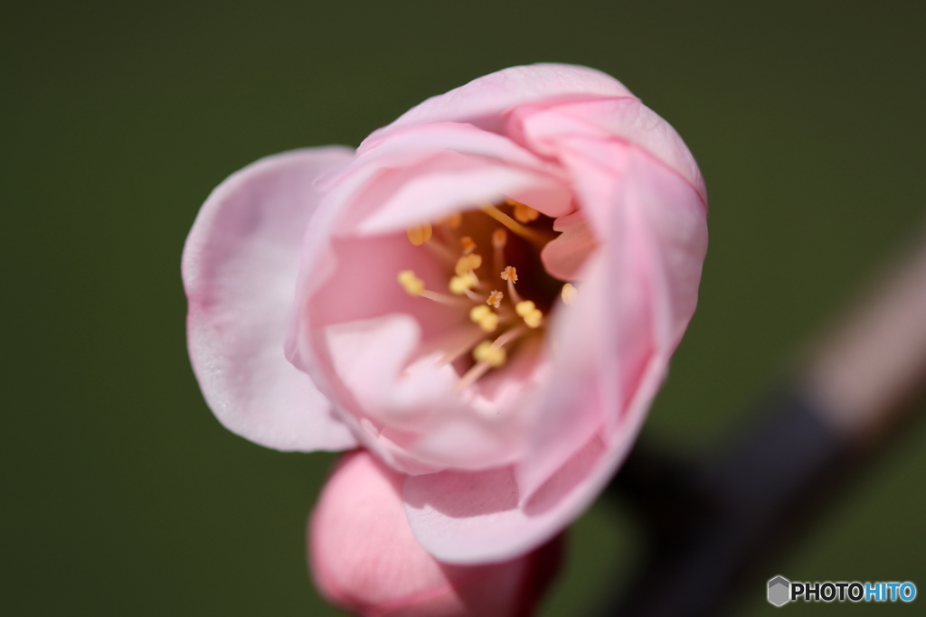 街に咲く花