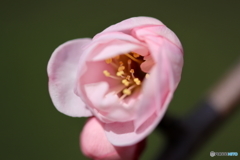 街に咲く花