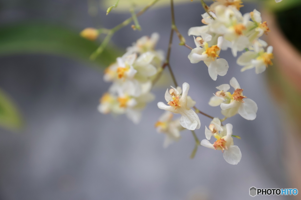 神代植物公園