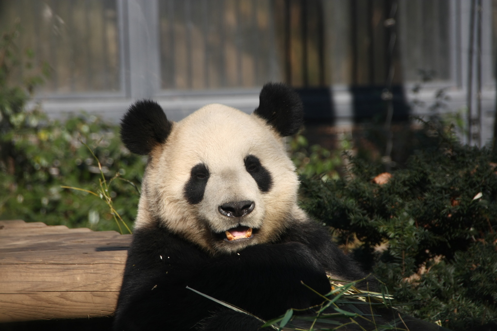 上野動物園