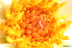 街に咲く花