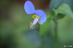 街に咲く花